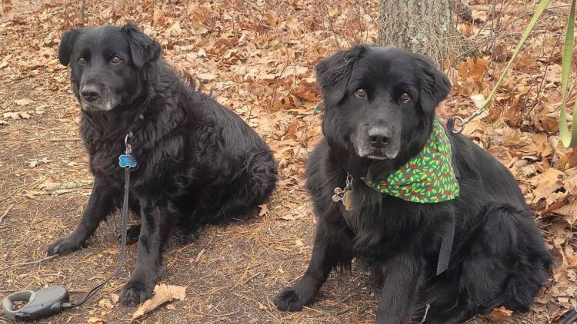 Long Lost Doggo Siblings Who Were Reunited 13 Years Later Had No Idea They Lived In The Same Town