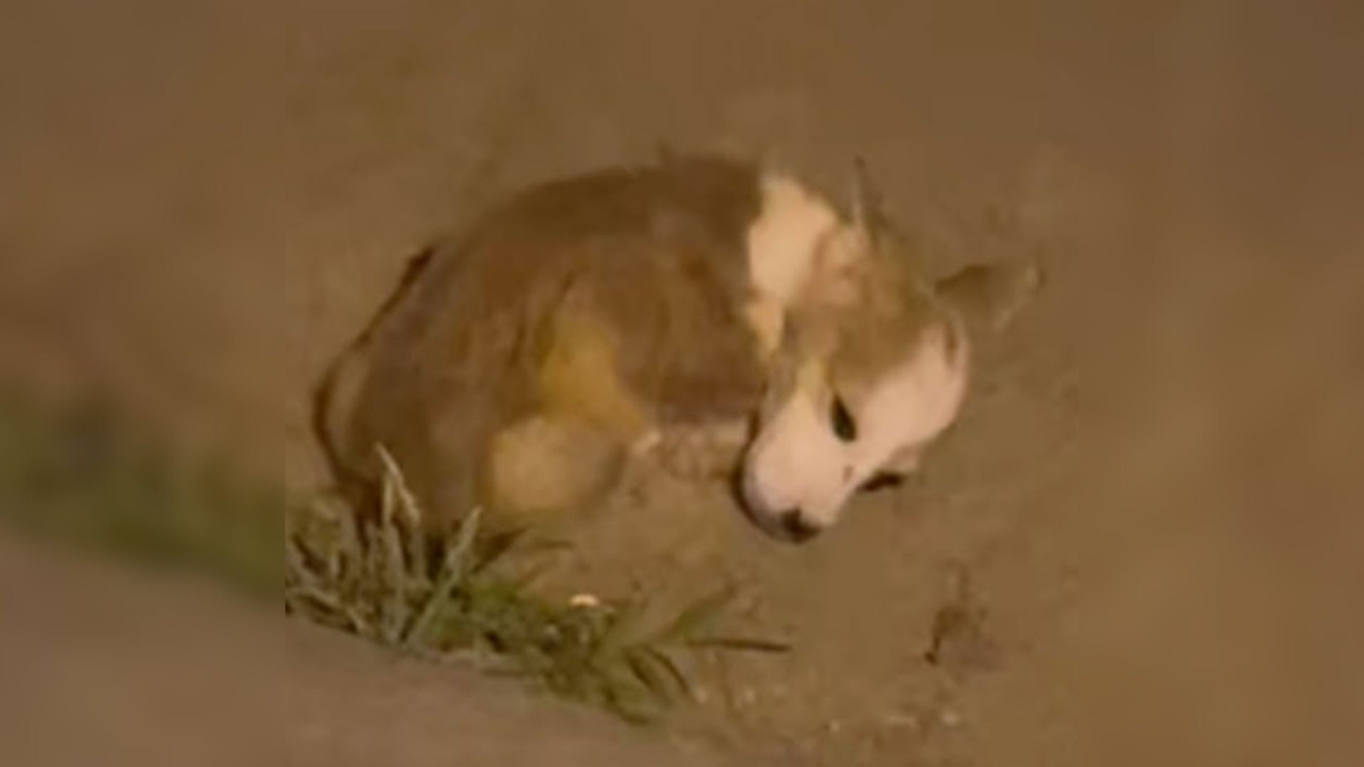 Malnourished Puppy Lying In A Parking Lot Could Not Even Move Until His Rescuers Came To Help