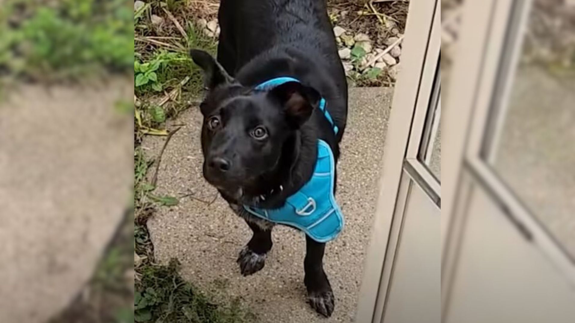 Man Couldn’t Bear The Trauma Of Losing His Dog But Then He Met The Most Perfect Pup
