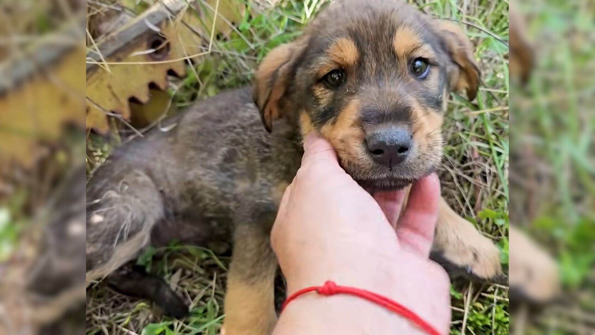 Man Finds A Sick Puppy Living In The Woods Only Days Before The Inevitable