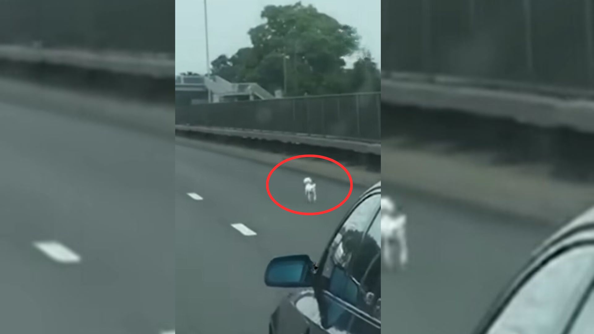 Lost Pup Running Along Busy Highway Leaves People Shocked To The Bone