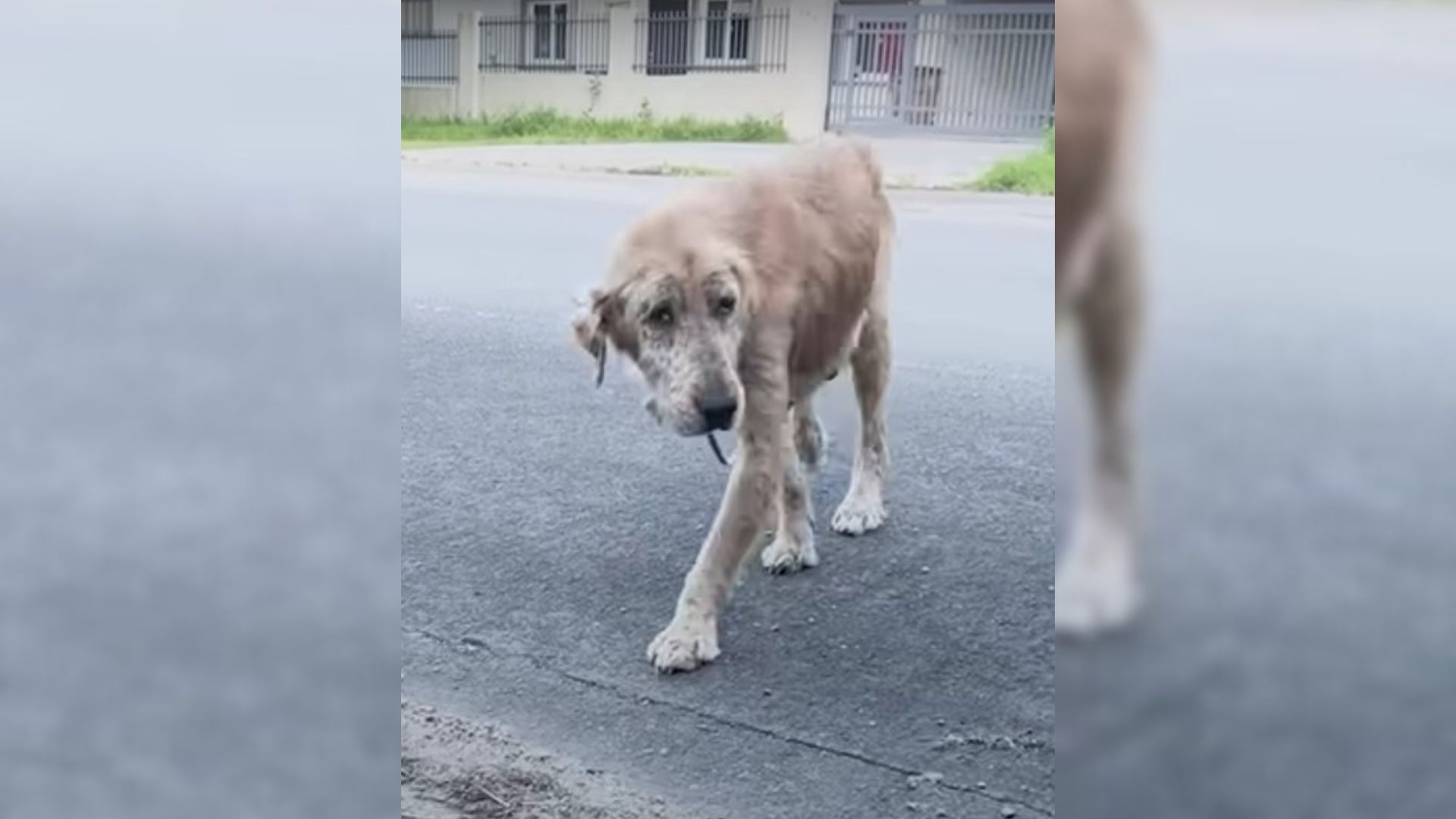 Mangy Dog Found On The Street Turned Into A Beautiful Golden Retriever