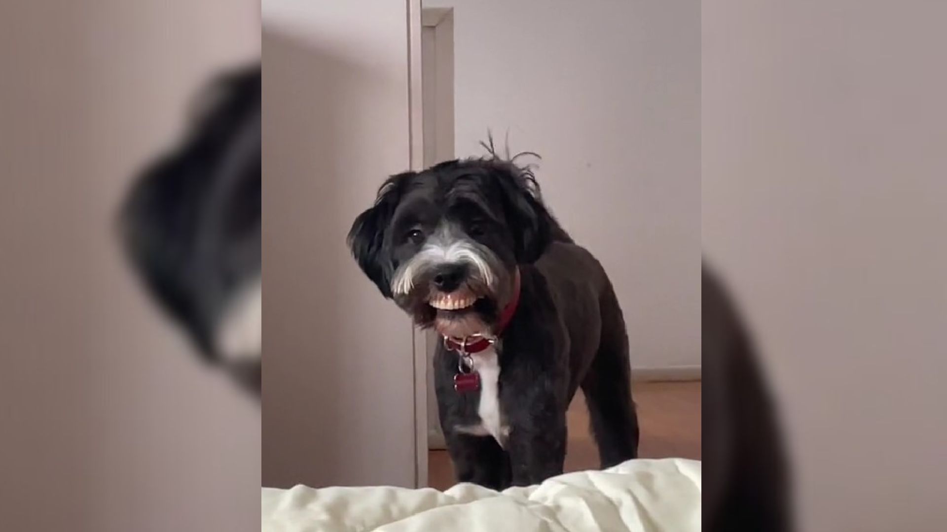 Mom Saw Her Pup’s “Weird New Smile” And Couldn’t Hold In Her Laughter