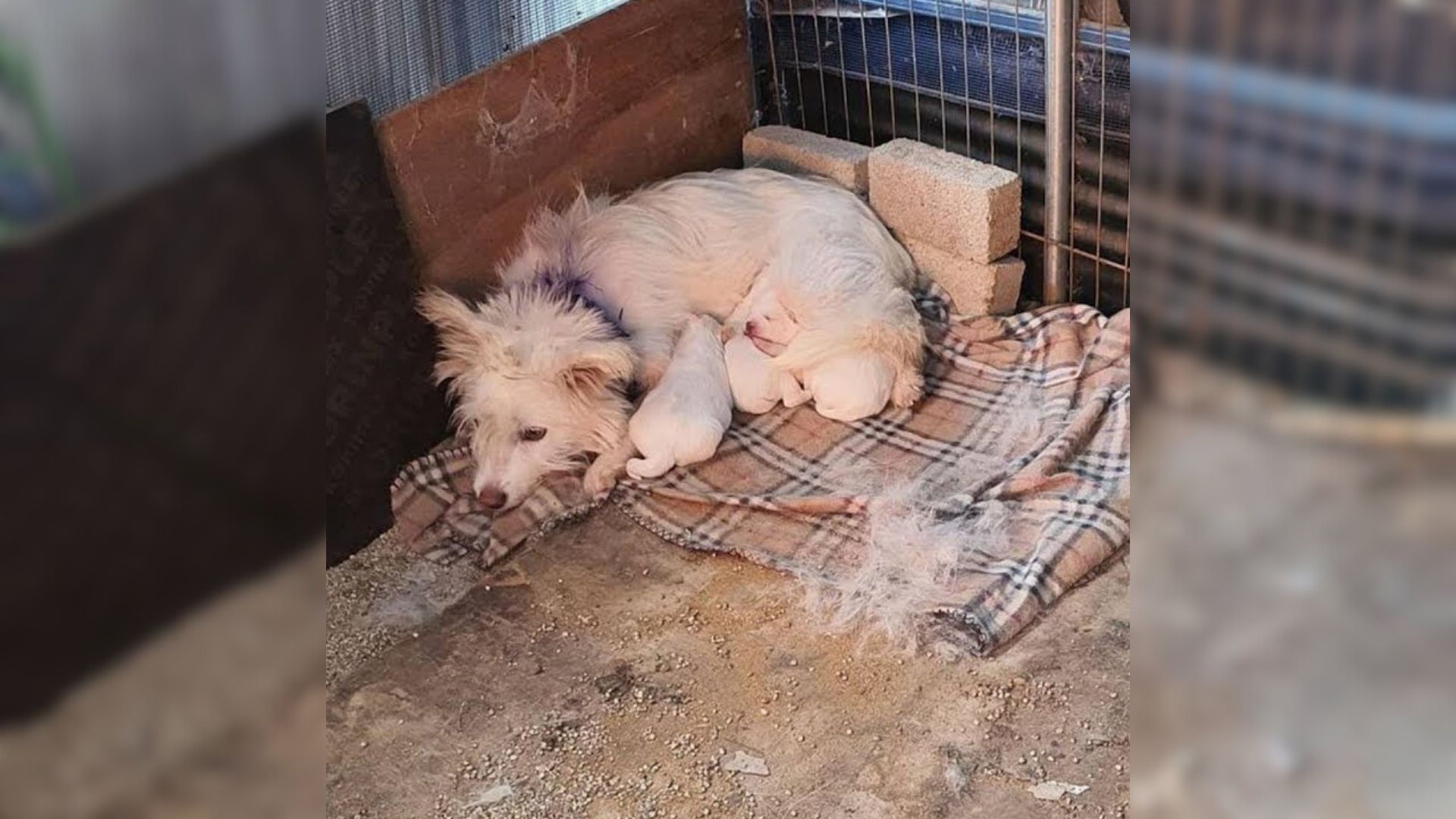 Mother Dog And Her Babies Were Trembling In The Cold Corner Of The Shelter Until She Came