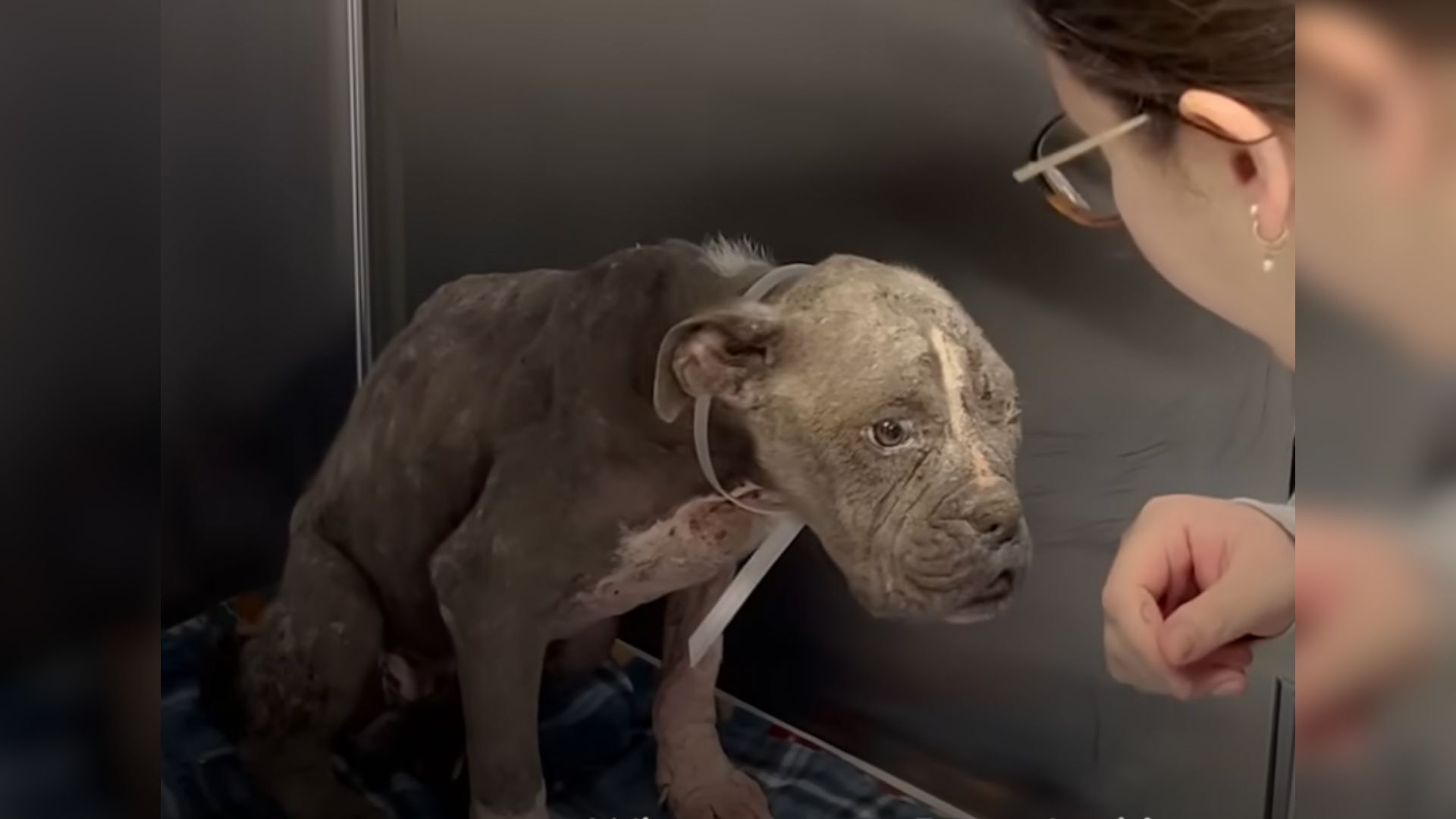 Neglected Pup Looked Like An Old Dog Until He Was Rescued And Given A New Chance At Life