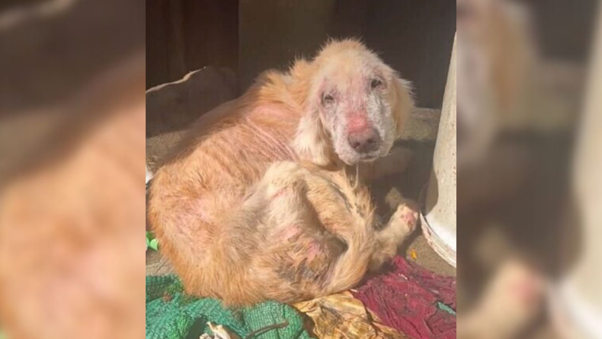 Dog Saved From The Street Spends Her Last Days In This World With The Biggest Smile