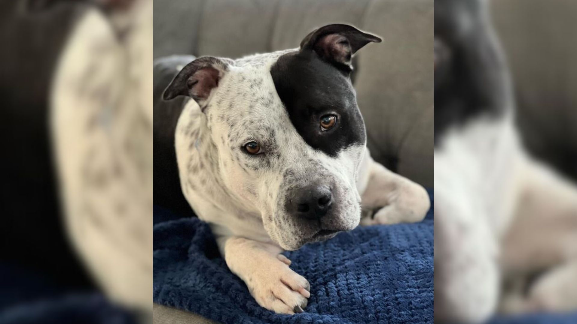 Overlooked Shelter Dog Saved From Being Euthanized Is So Happy To Finally Have A Family