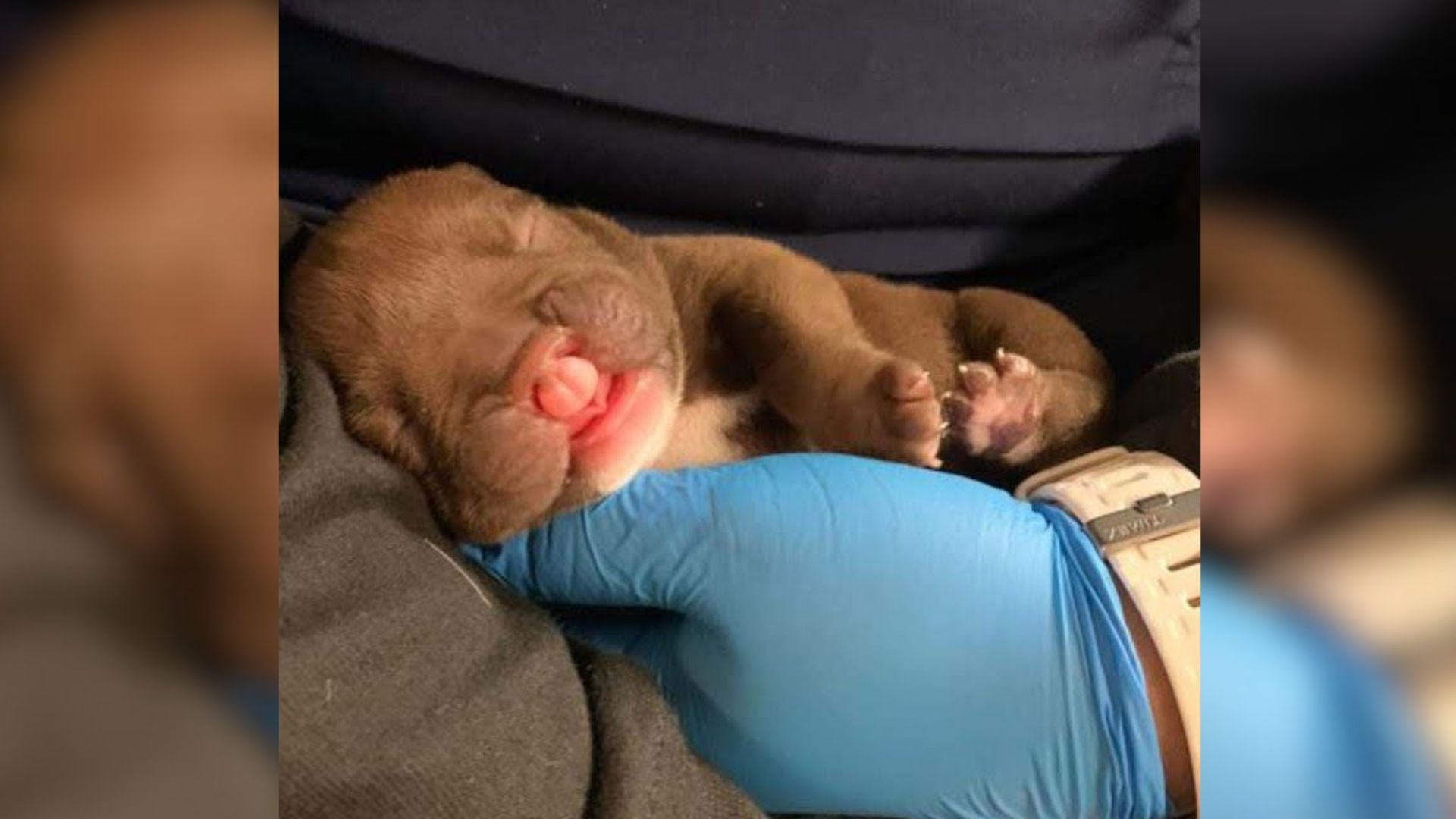 Owner Abandons Newborn Puppy On The Street Because She Was Born With A Cleft Lip