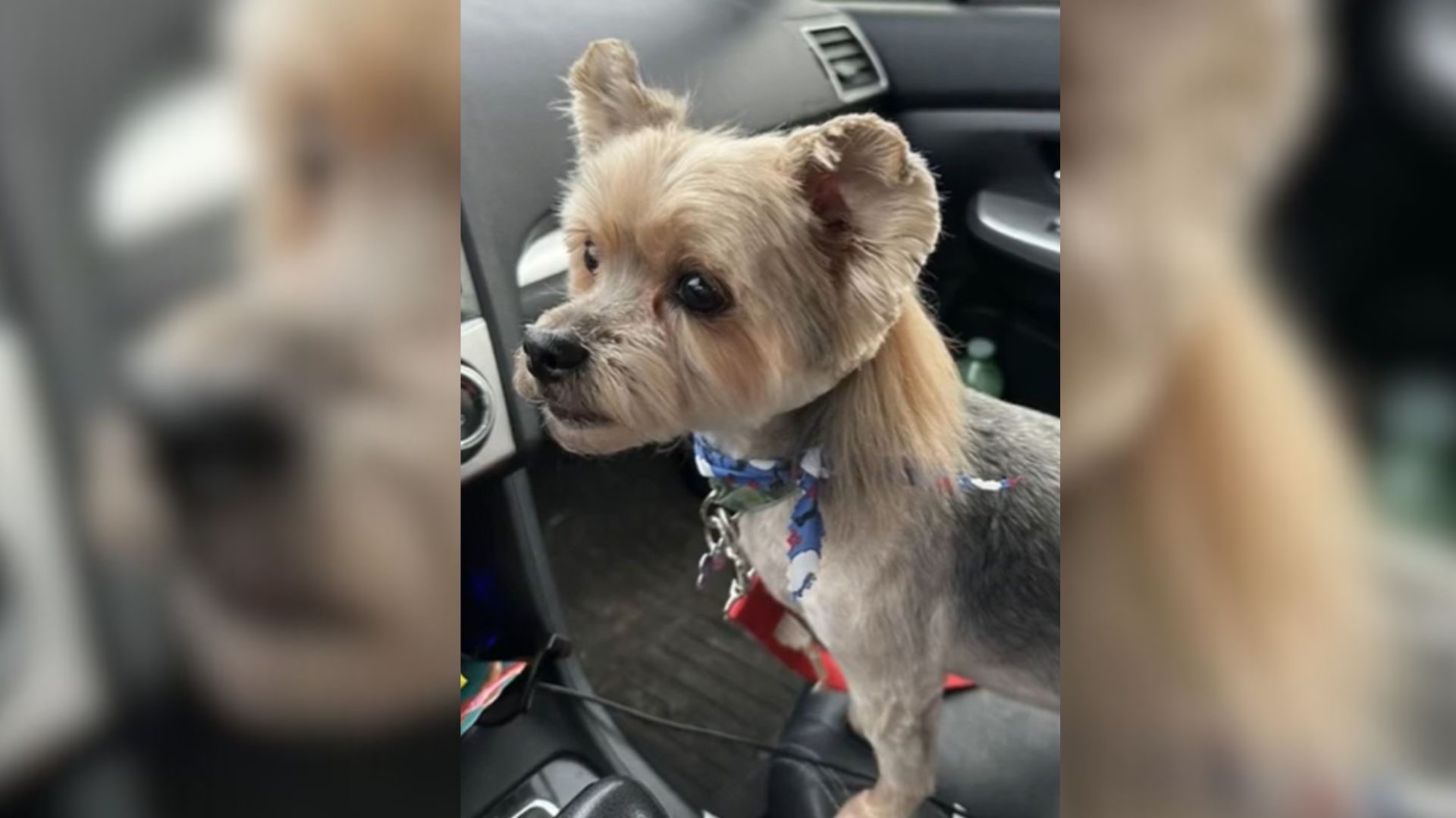 Owner Was Surprised When He Saw His Pup’s Haircut After He Picked Him Up From A Groomer