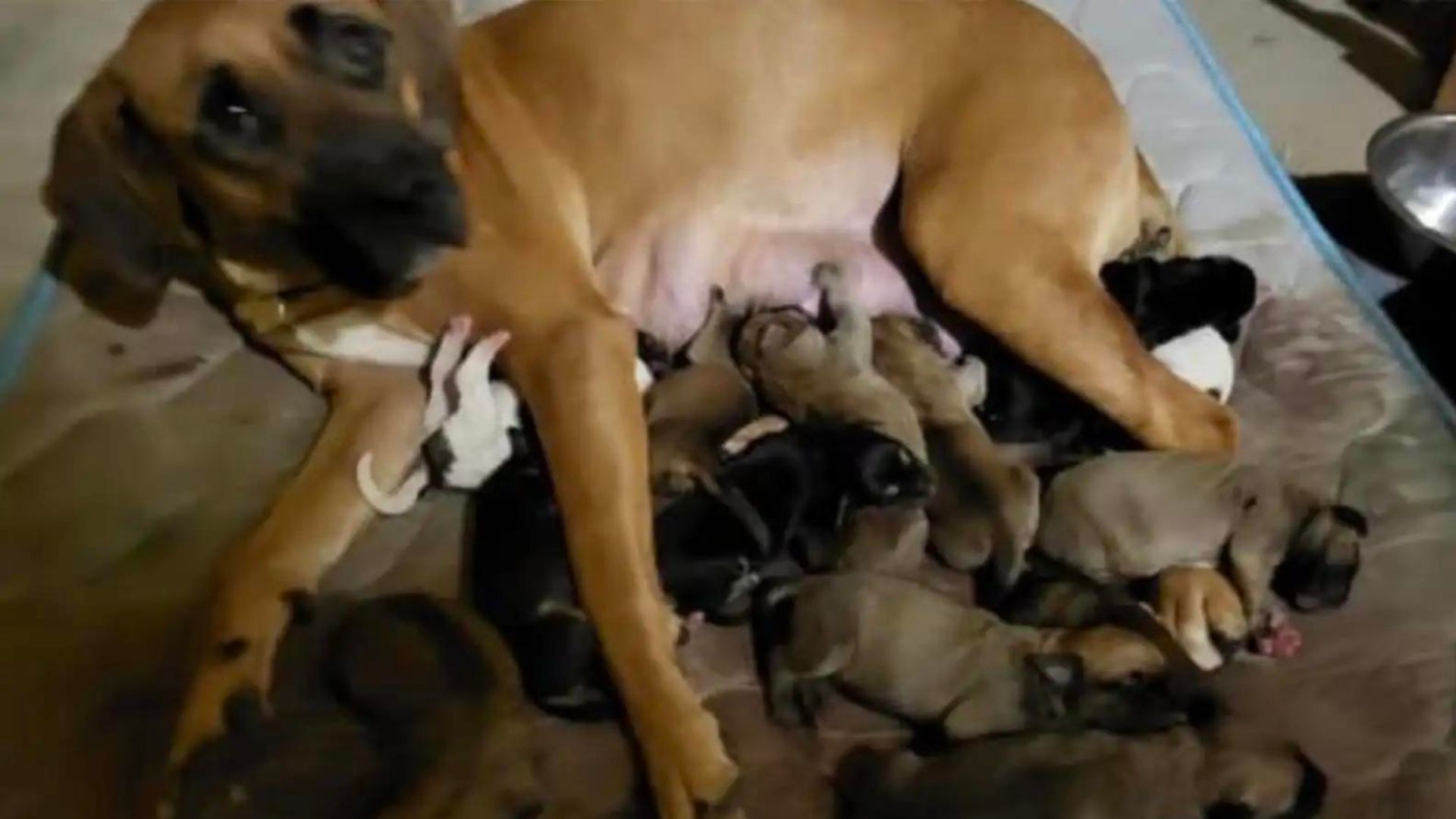 This Dog Mama Was Cruelly Abandoned By Owner Just Because She Had A Big Litter