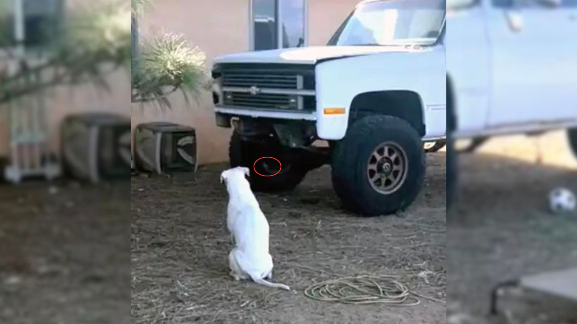 Owners In Shock When They Realize Why Their Deaf Dog Keeps Staring At Broken-Down Truck