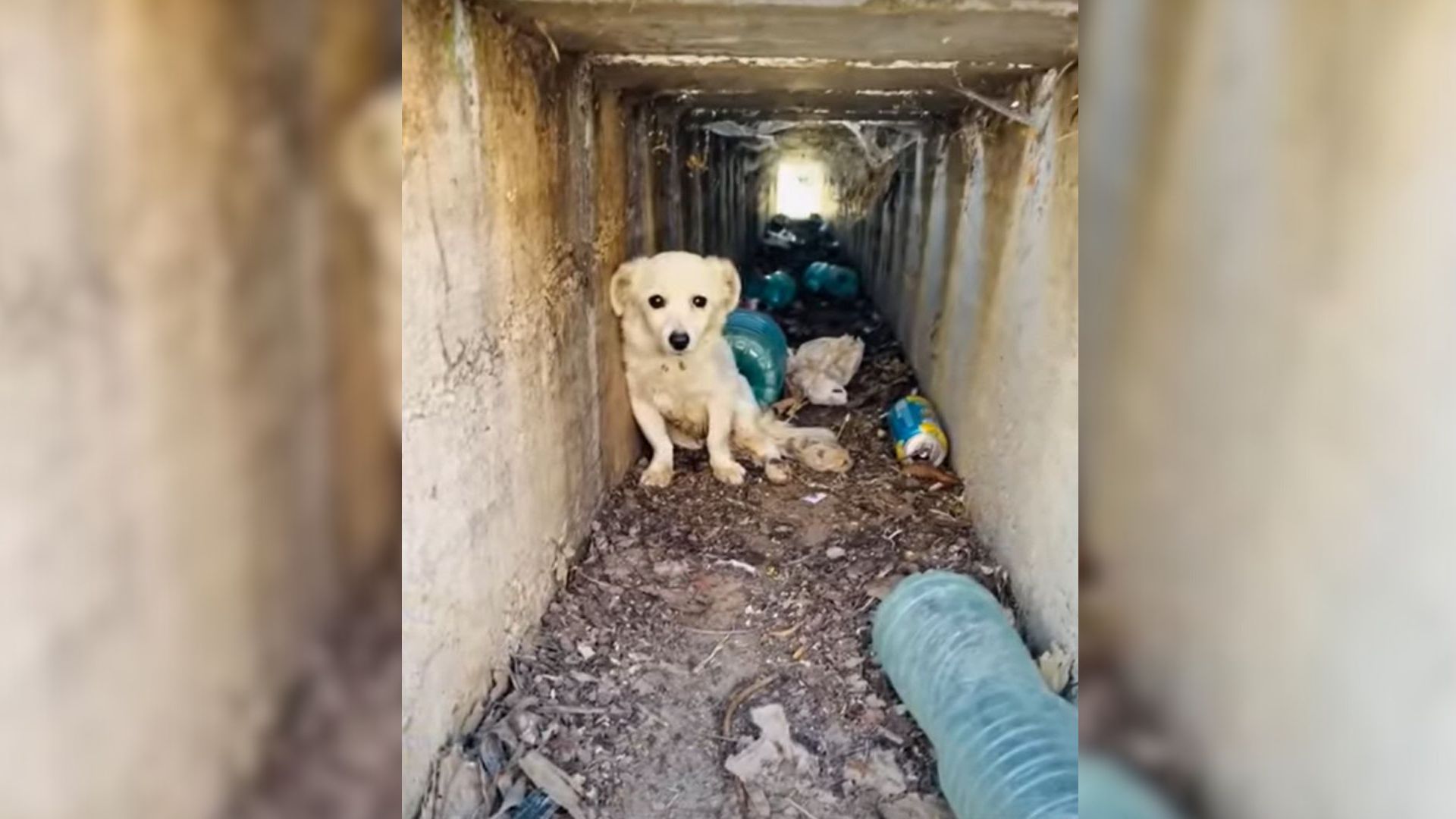 Rescuer Was Shocked To Find A Paralyzed Pup Hiding In A Ditch So He Went To His Aid