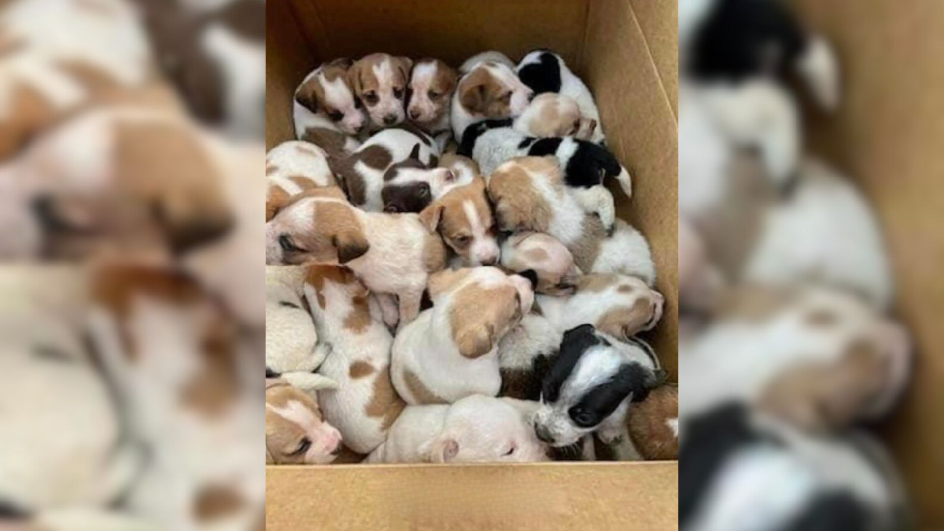 People Shocked To Find 30 Helpless Babies Abandoned In A Box On The Side Of The Road