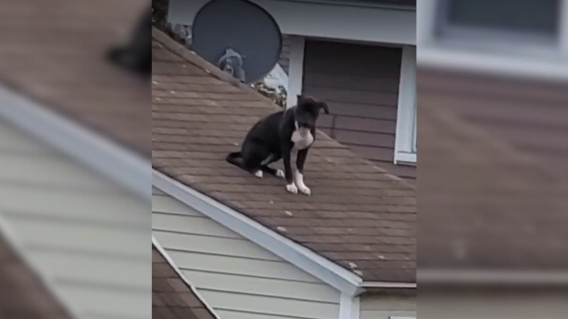 Brave Man Rushes To Save This Dog Who Was Stuck On A Very Steep Roof