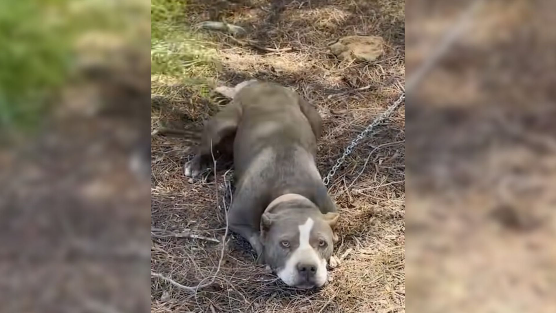 Rescuers Shocked To Find A Pitbull Tied To A Fence In A Distant Location