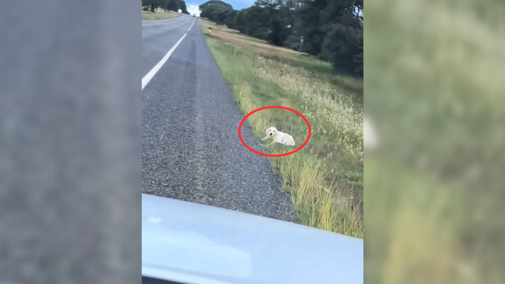 Woman Driving Spots Furry Creature Lying Helplessly On The Side Of The Road