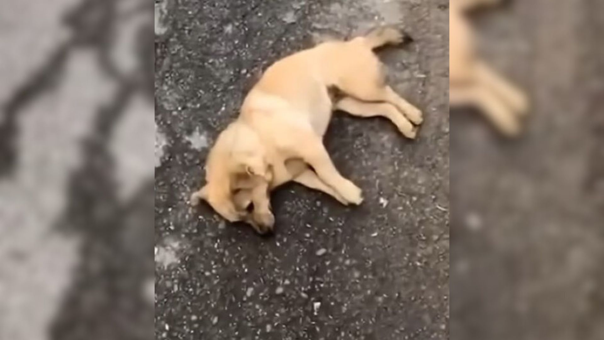 Pregnant Pup Who Collapsed On The Road Just Wanted Someone Kind To Help Her