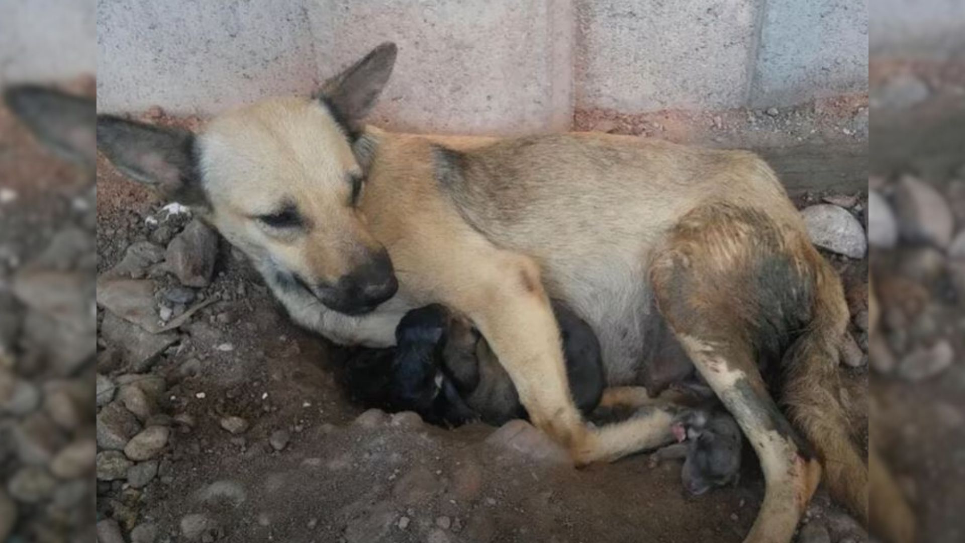 Pregnant Dog Abandoned By Owner Was Struggling To Care For Her Babies Until Rescuers Arrived