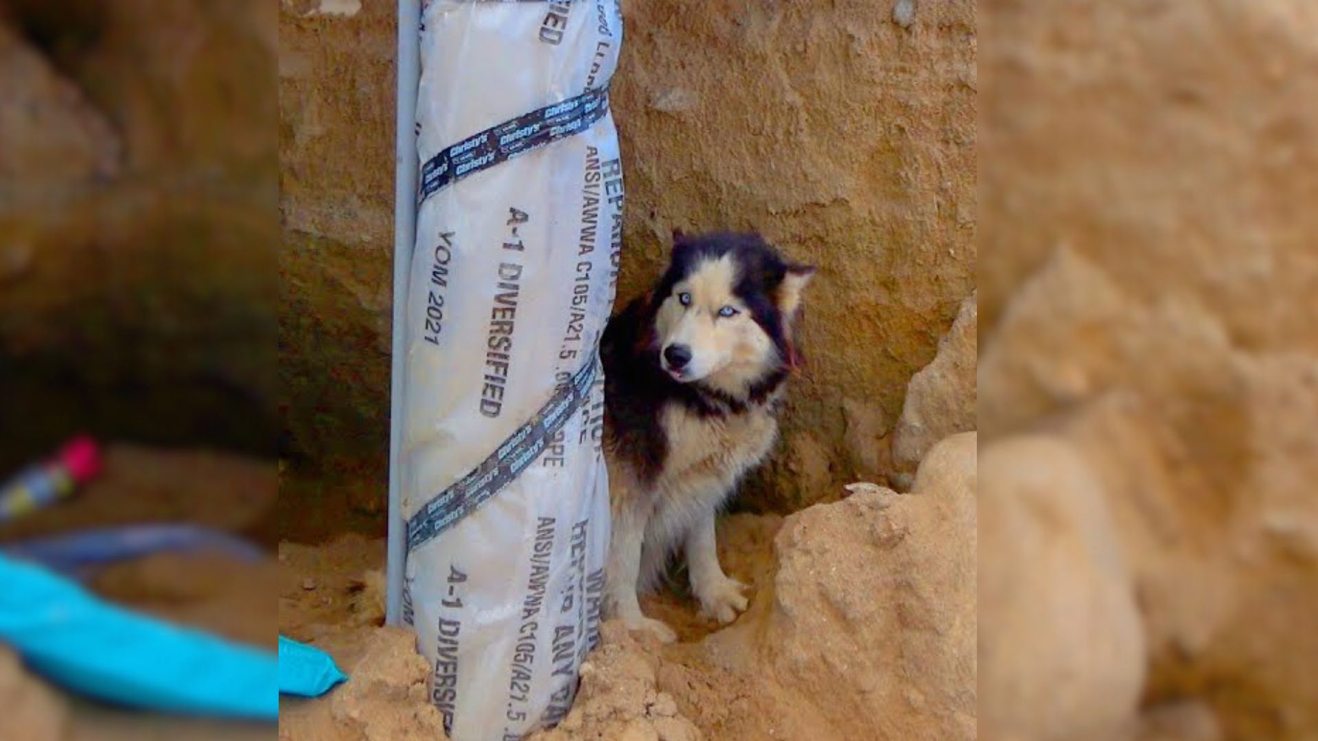 Pregnant Husky Abandoned At A Construction Site Saved Just In Time By Kind Rescuers