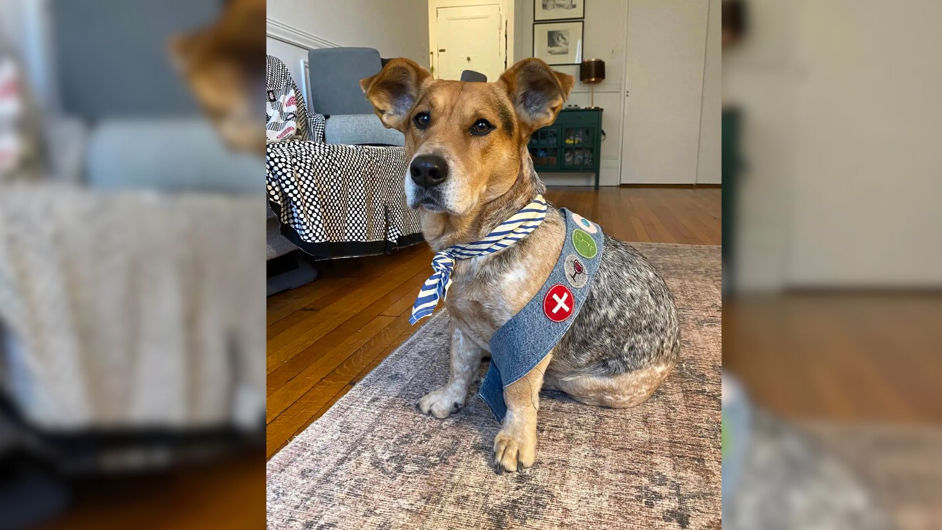 Proud Hooman Decided To Make Merit Badges For Her Pup’s Good Deeds And It’s the Cutest Thing Ever