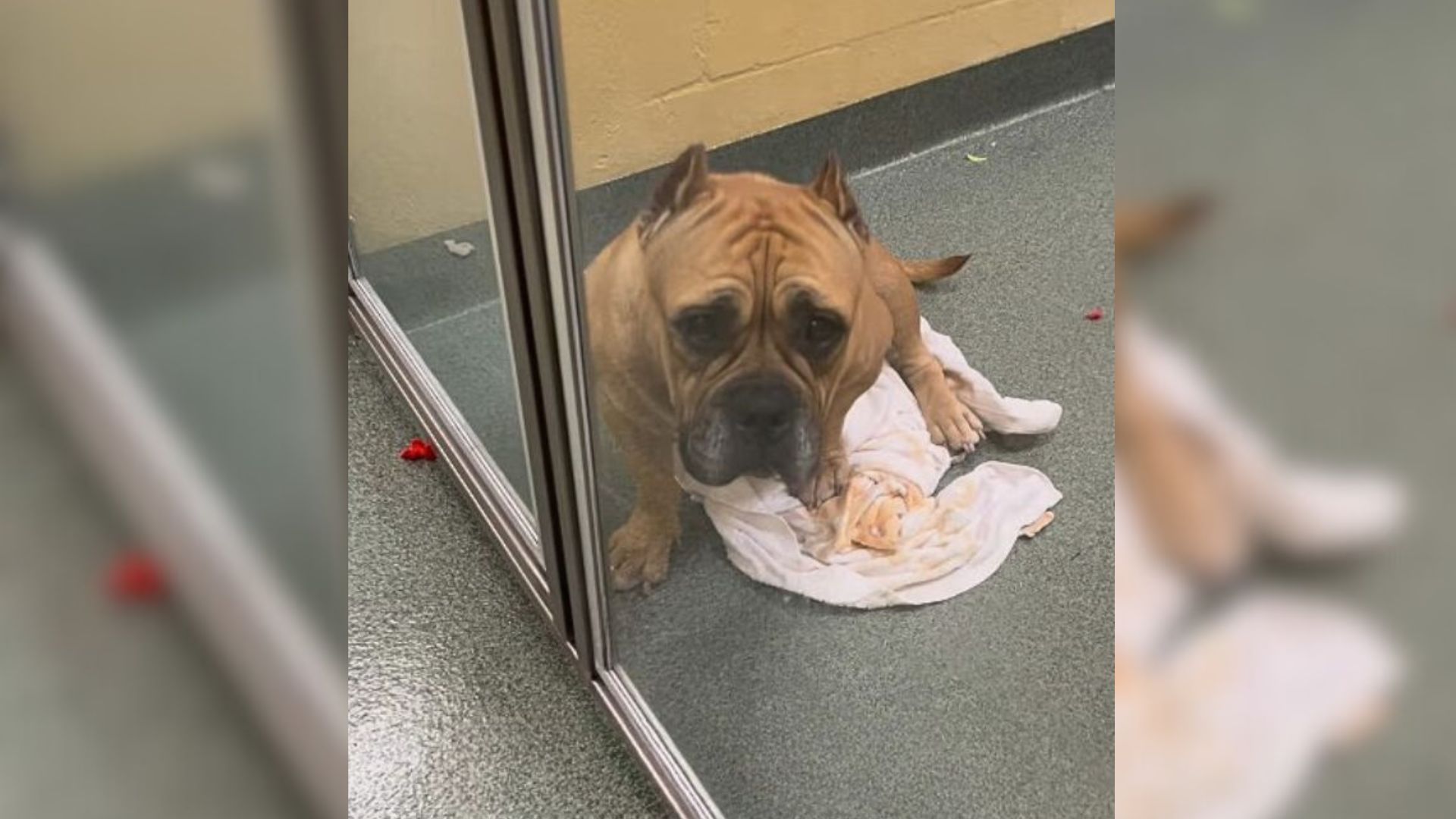 Neglected Pup Was Depressed After Parents Surrendered Her To A Shelter For An Unexpected Reason