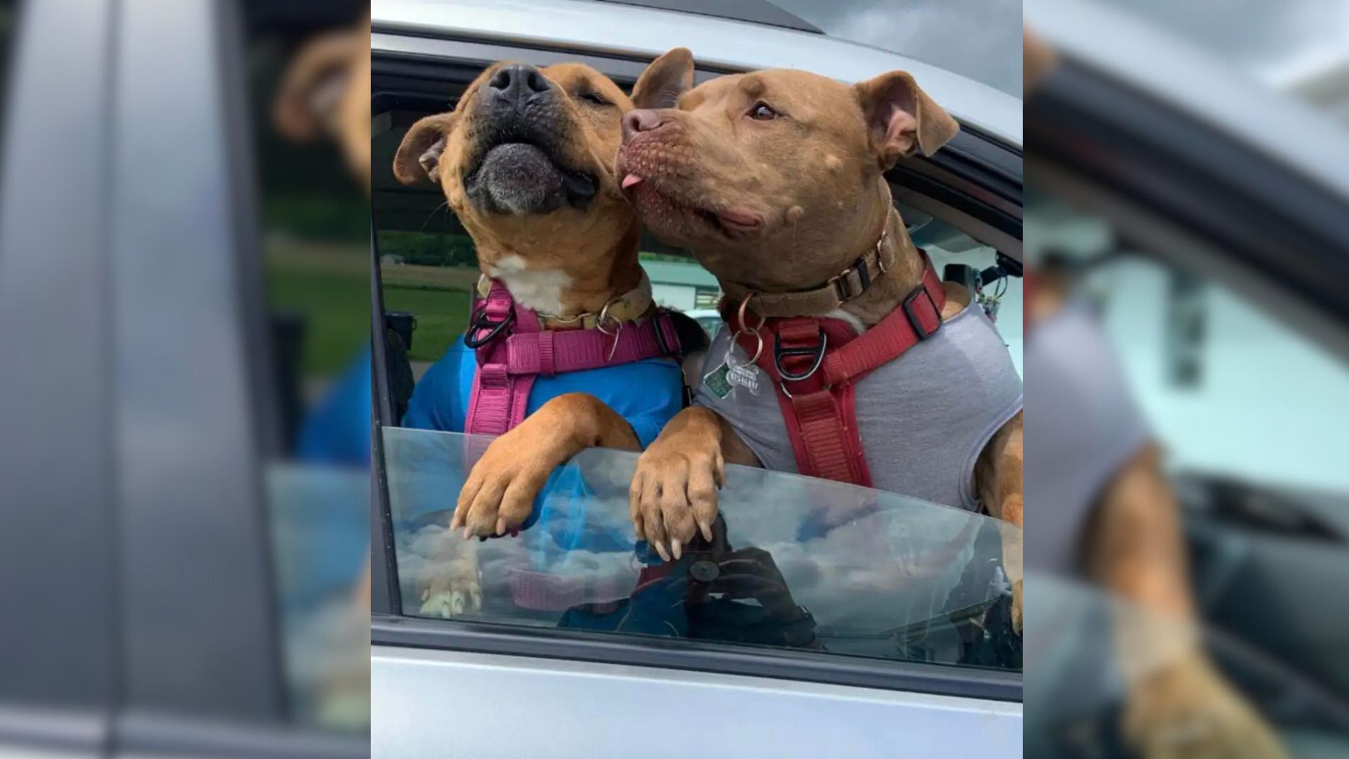Pup Who Waited For A Year To Find Her Humans Feels Overjoyed To Leave Shelter With A Best Friend