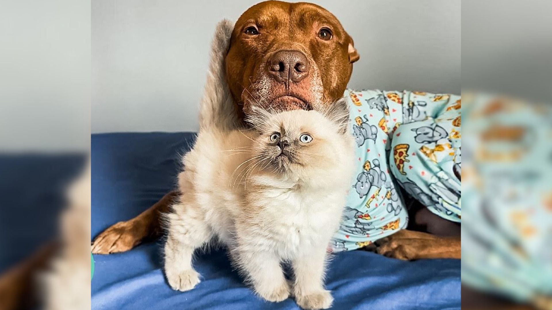 Sweet Pittie Who Doesn’t Like Other Dogs Meets A New Feline Friend Who Changes His Life