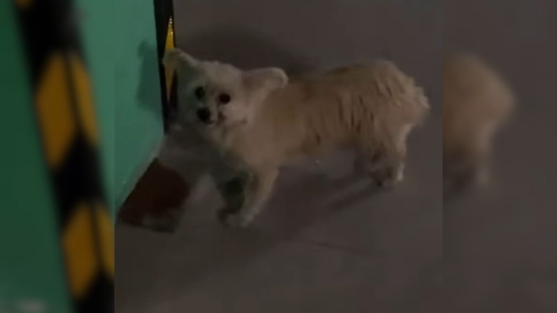 Rescuer Was Just Walking Her Dog When She Noticed A Stray Dog In The Parking Garage