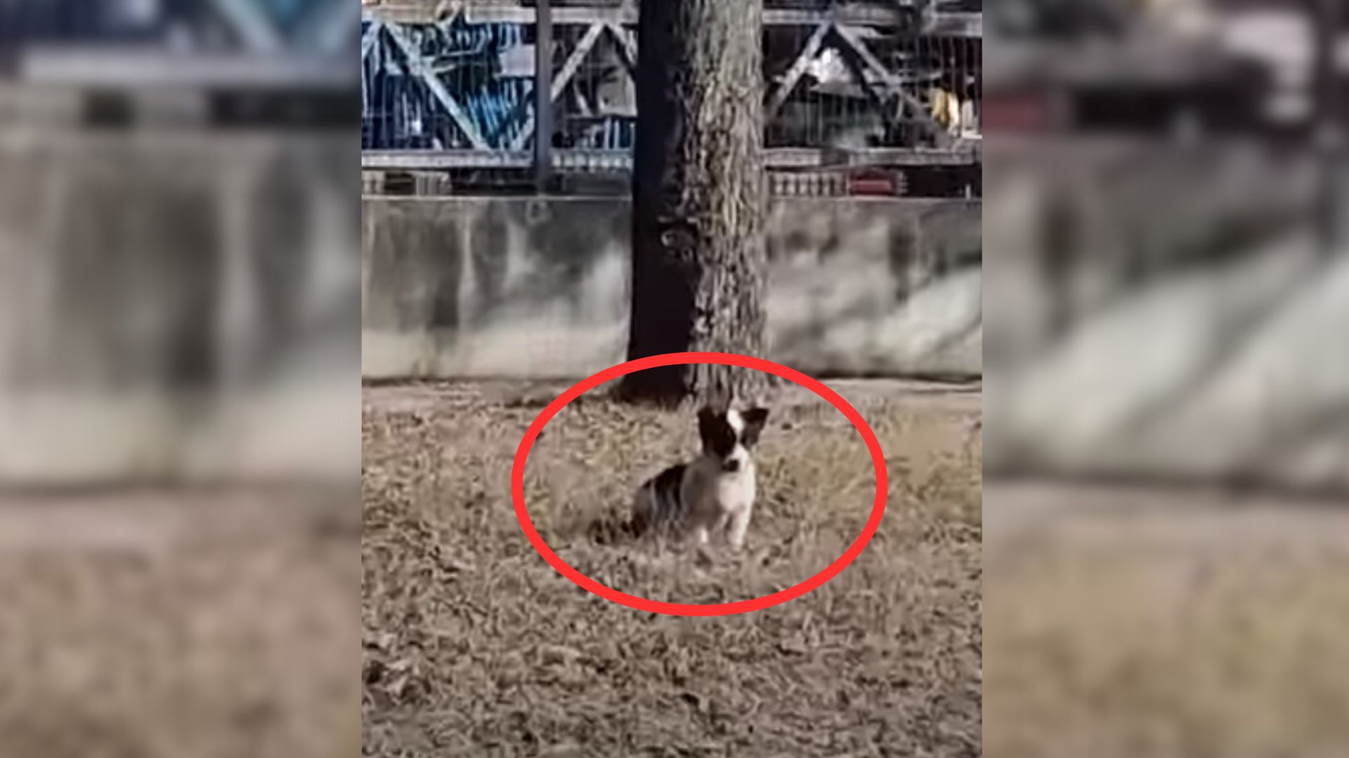 Rescuer Noticed Something Strange On A Busy Road So He Stopped And Decided To Investigate