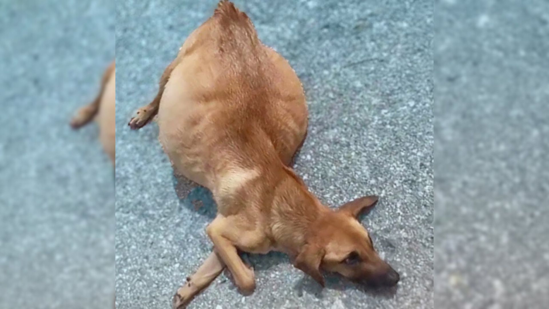 Rescuers Shocked to Discover That Pup Thrown From Moving Truck With Swollen Belly Was Not Pregnant