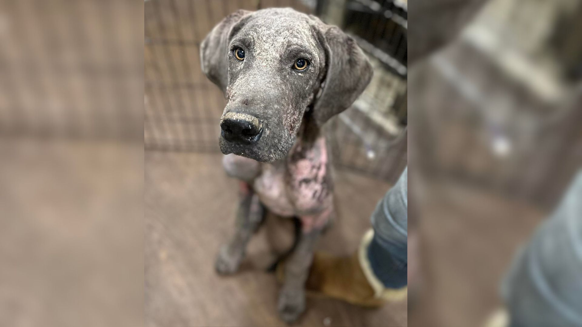 Rescuers Were Shocked When They Saw This Malnourished Great Dane So They Rushed To Help 