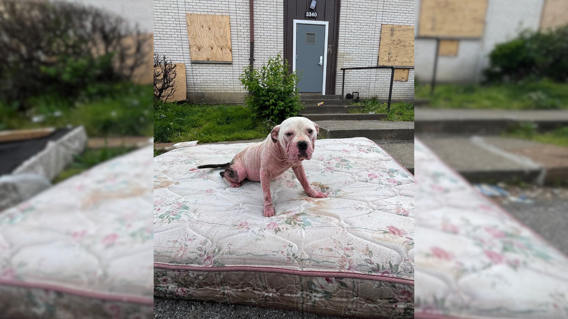 Rescuers Were Surprised To Find A Stray Dog Lying On A Mattress Near An Abandoned Building
