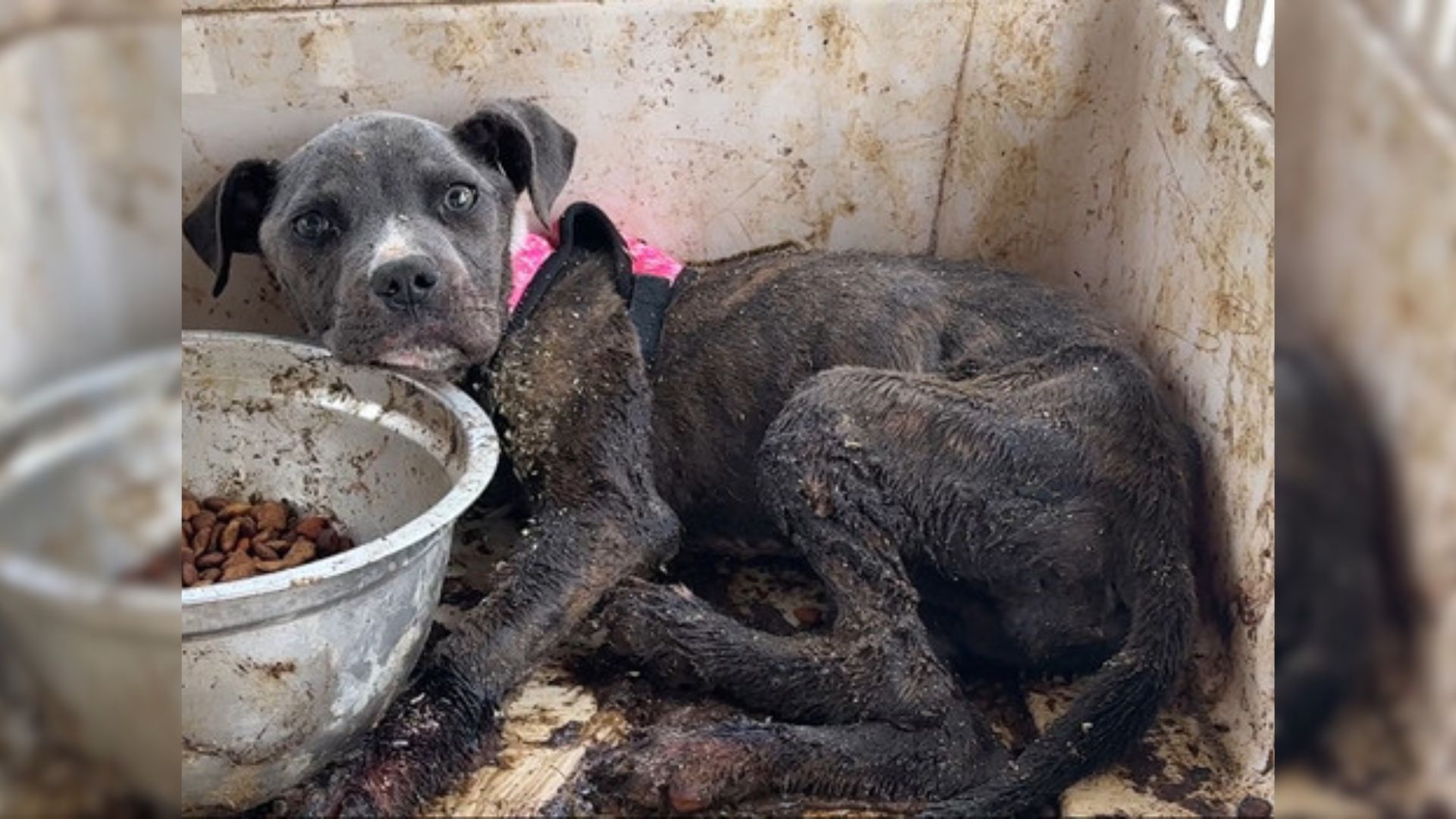 Rescuers Heartbroken When They Learn About This Motionless Dog’s Situation