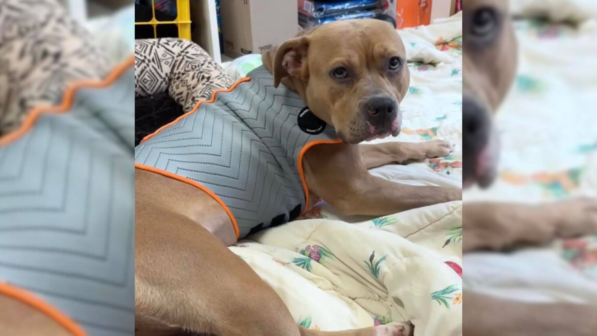 Rescuers Find Creative Way To Help Traumatized Pittie Leave Kennel For The First Time