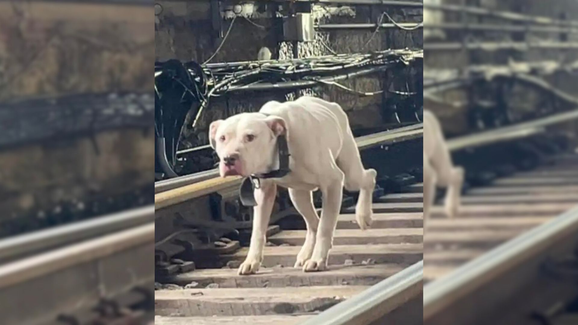 Missouri Rescuers Notice A Frightened Dog Running Along The Railroad Tracks And Rush To Help