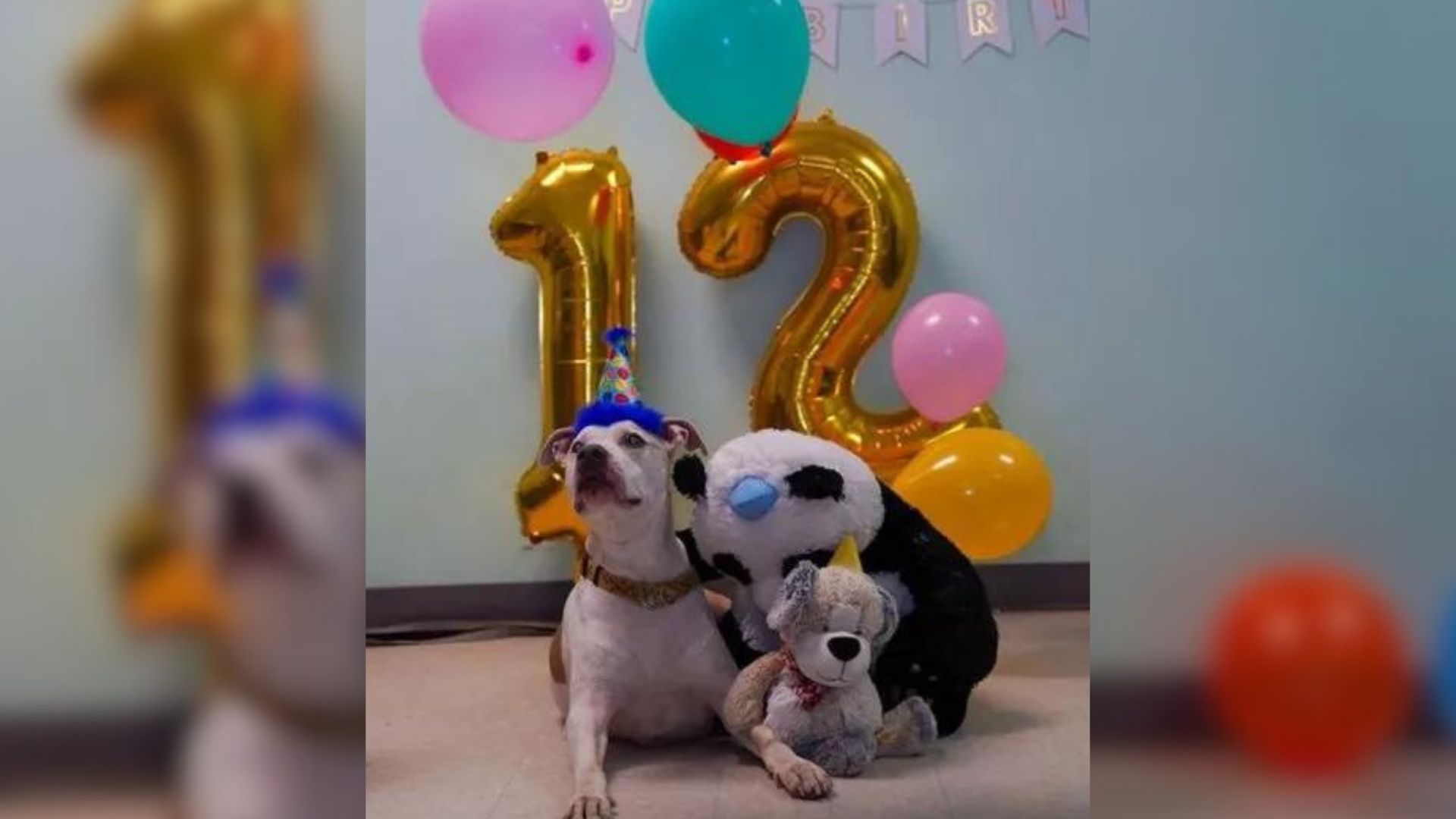 This Old Dog Spends His 12th Birthday At Shelter After Losing His Beloved Hooman