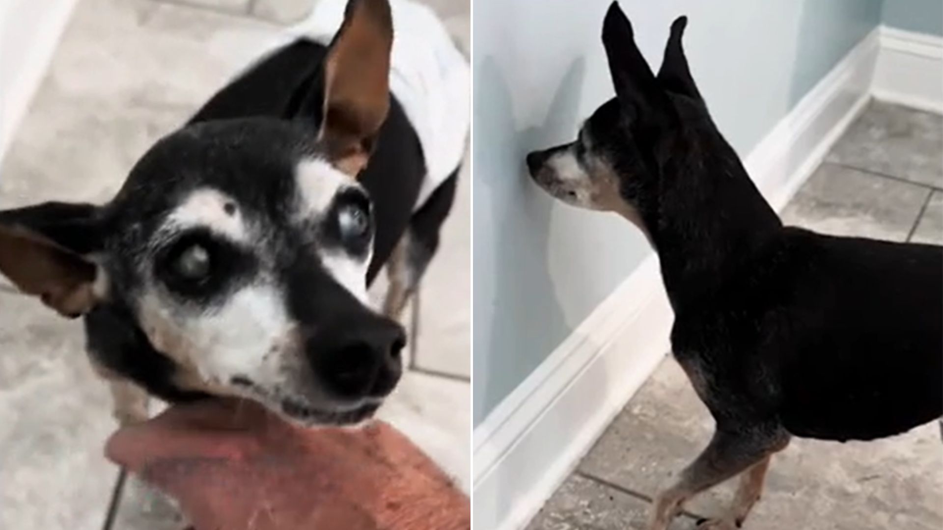 Owner Was Heartbroken When He Noticed His Dog With Dementia Forgot That Dad Was Home