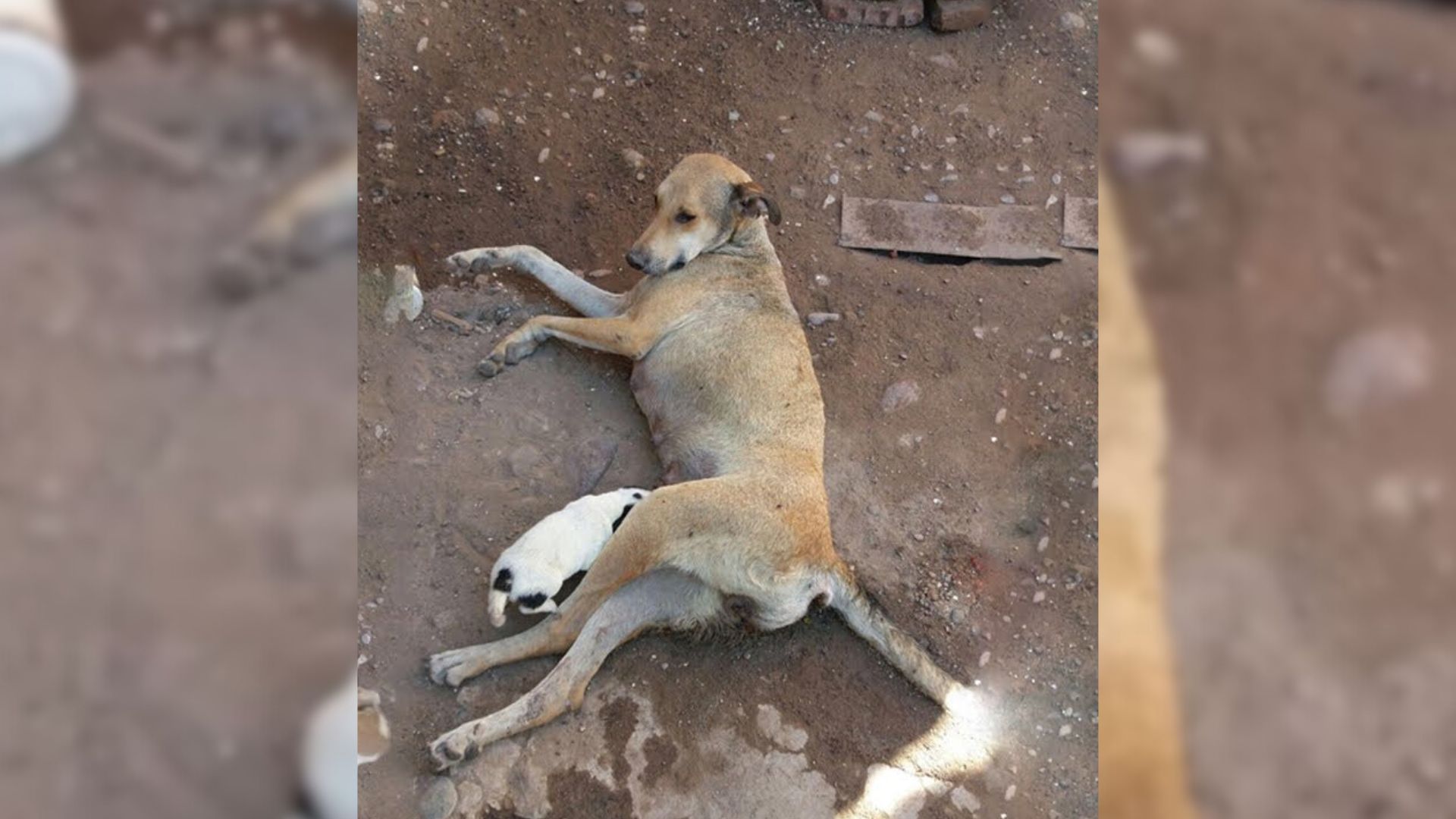 injured mama dog begging to save her puppies