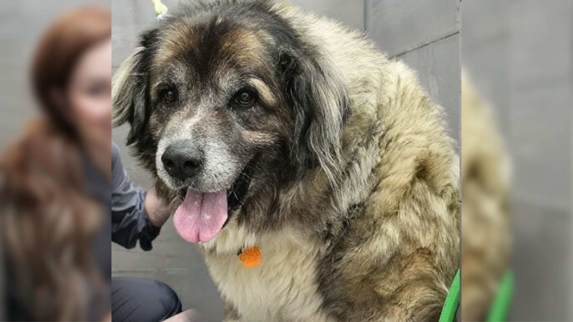 Severely Matted Pup Makes An Amazing Transformation After His Groomer Removes 14 Pounds Of Fur
