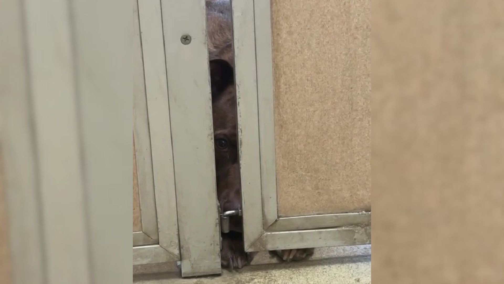 Shelter Dog Peeks Through The Kennel Crack Every Day In Hope That Someone Will Notice Him