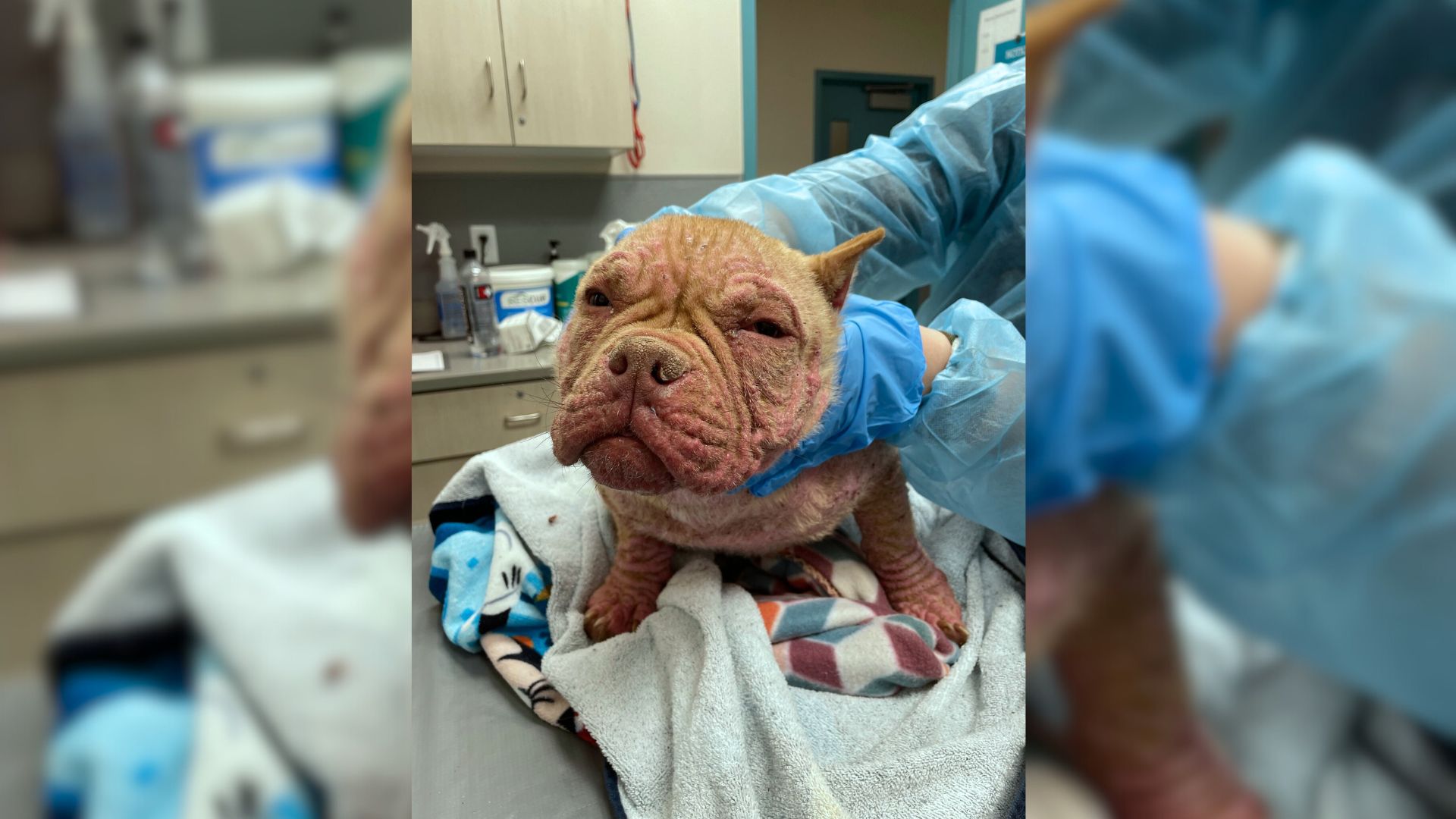 Shelter Dog Was In Agony Until Great People Helped Him Make An Amazing Recovery