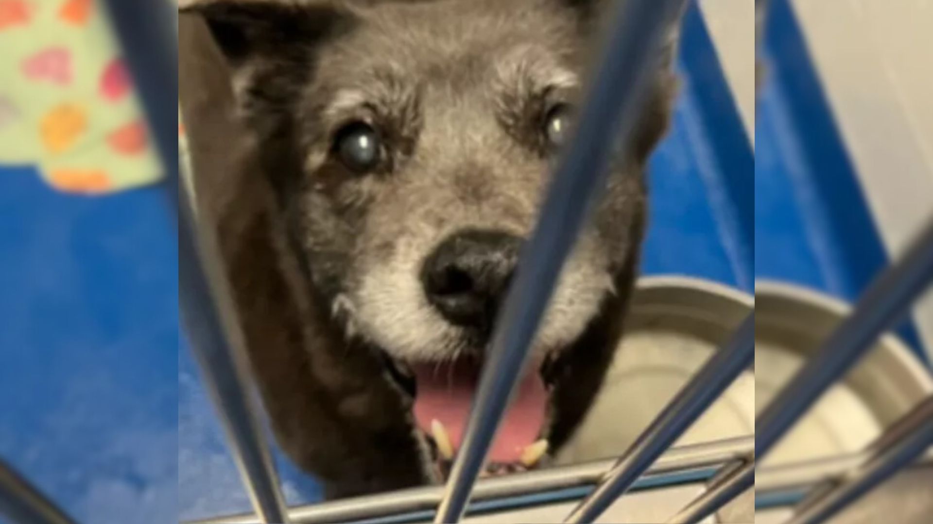 Shelter Staff Shocked After Owners Surrender Their 13-Year-Old Pup Because They Don’t Have Time For Her