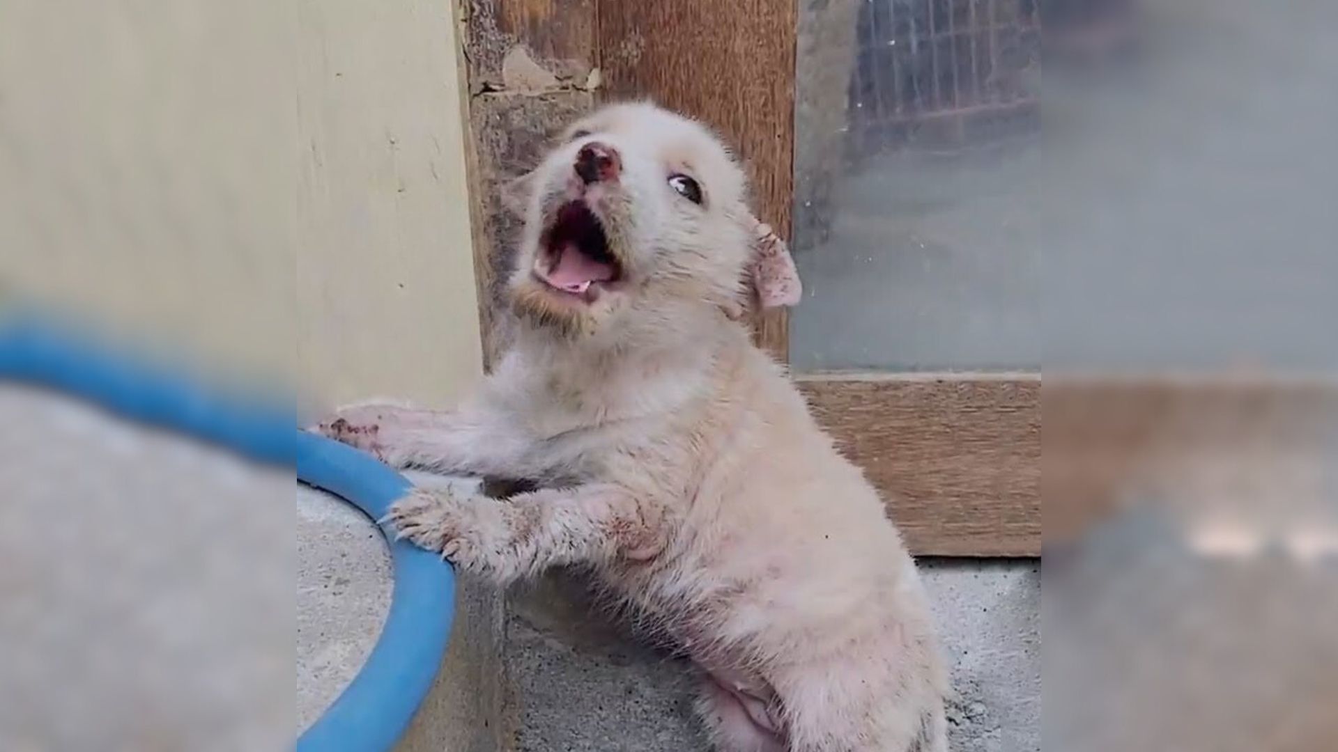 Tiny Dog Abandoned At A Local Market Cries Loudly, Hoping For Kindness
