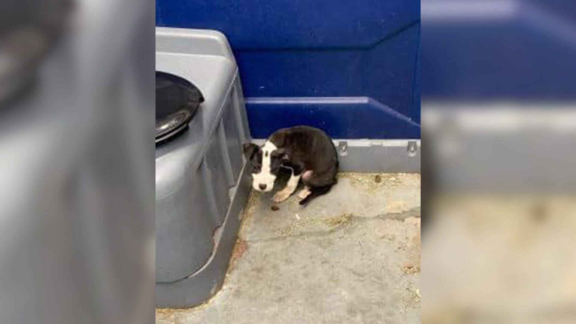 Tiny Scared Puppy Abandoned At Outdoor Restroom At Only 8 Weks Of Age