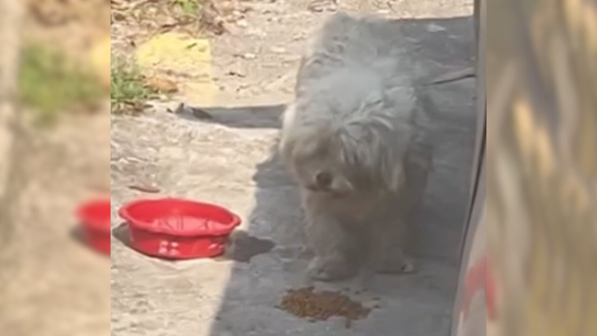 Tiny Stray Dog Stops Rescuer’s Car And Shocks Them With The Big Secret