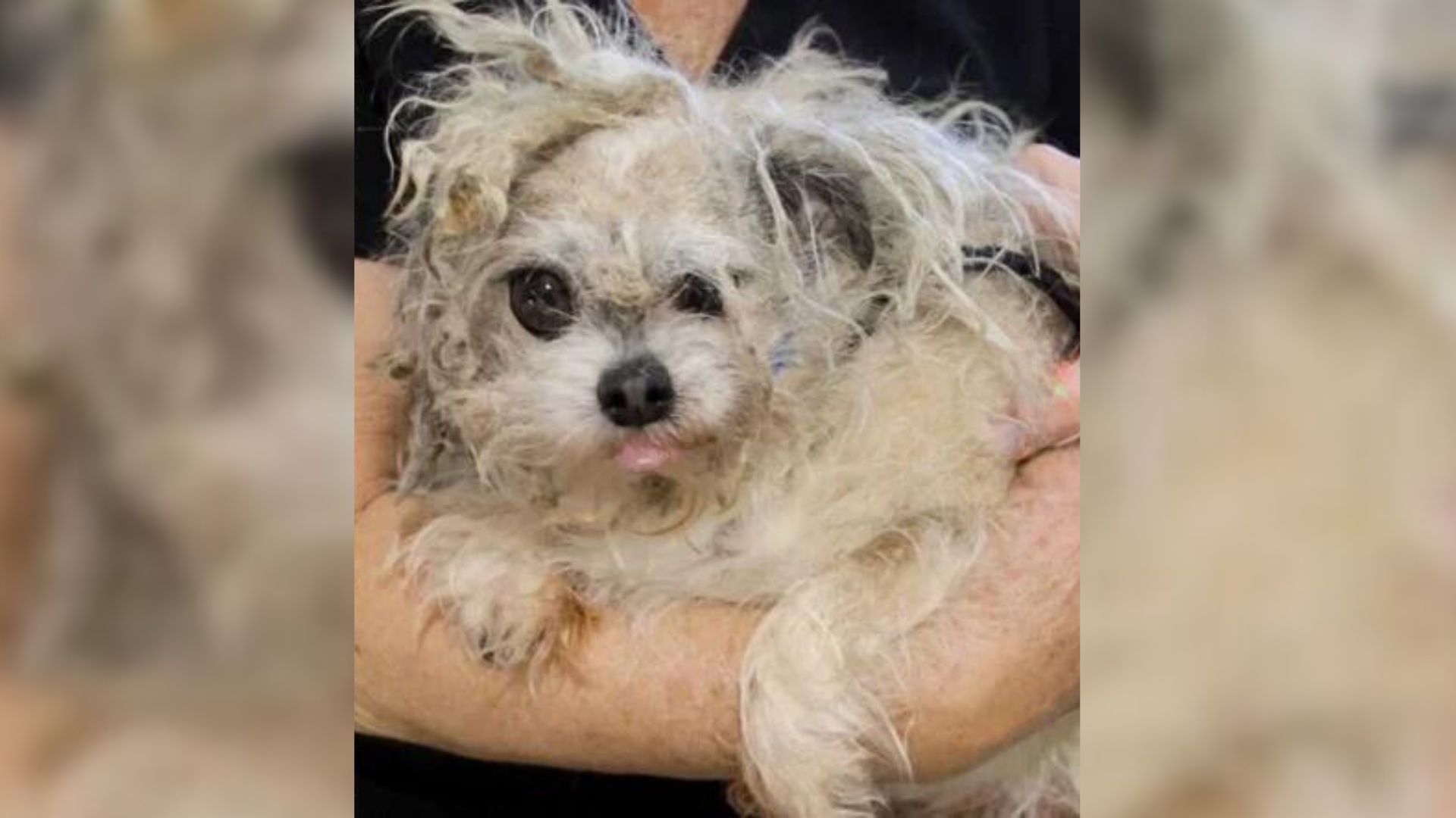 Sweet And Patient Abandoned Senior Dog With Matted Fur Is Completely Unrecognizable After His Makeover