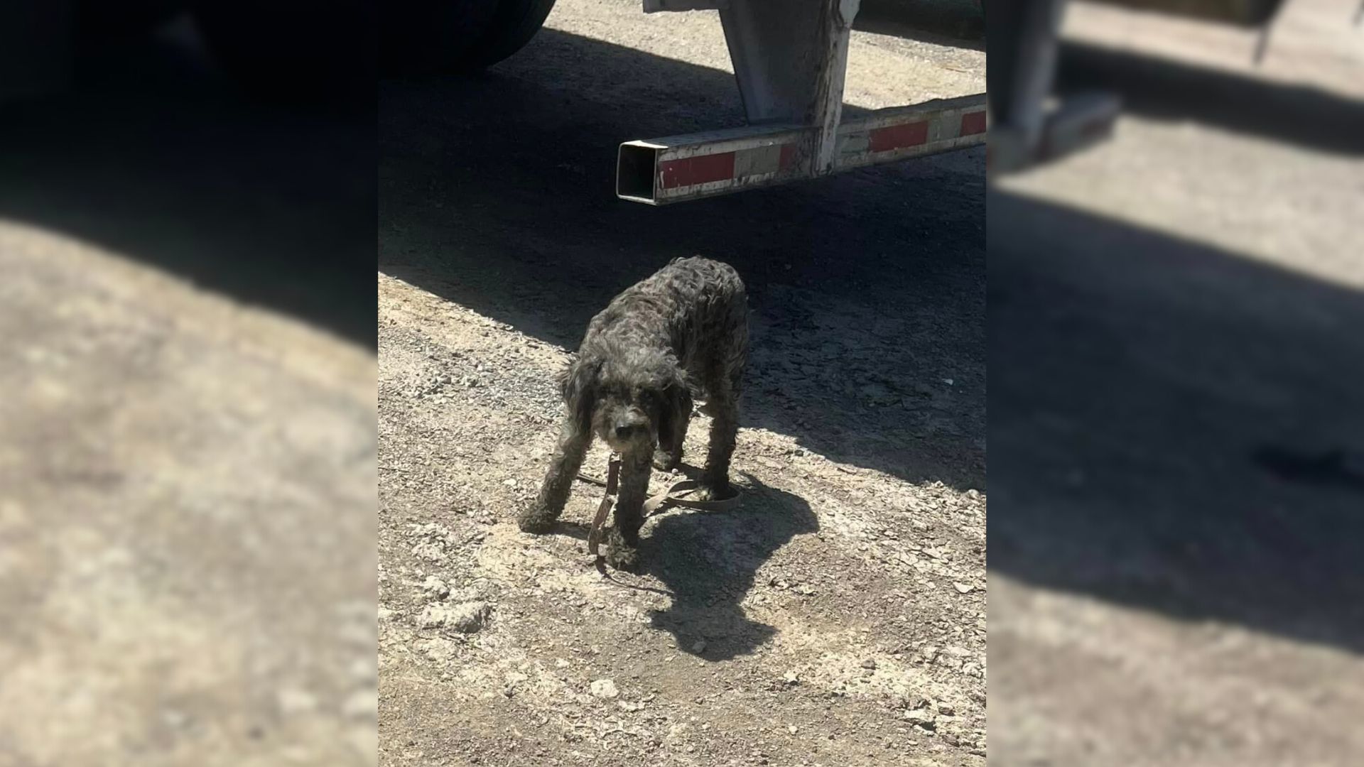 Heartbroken Rescuer Finds Dog Struggling In A Truck Yard And Decides To Help