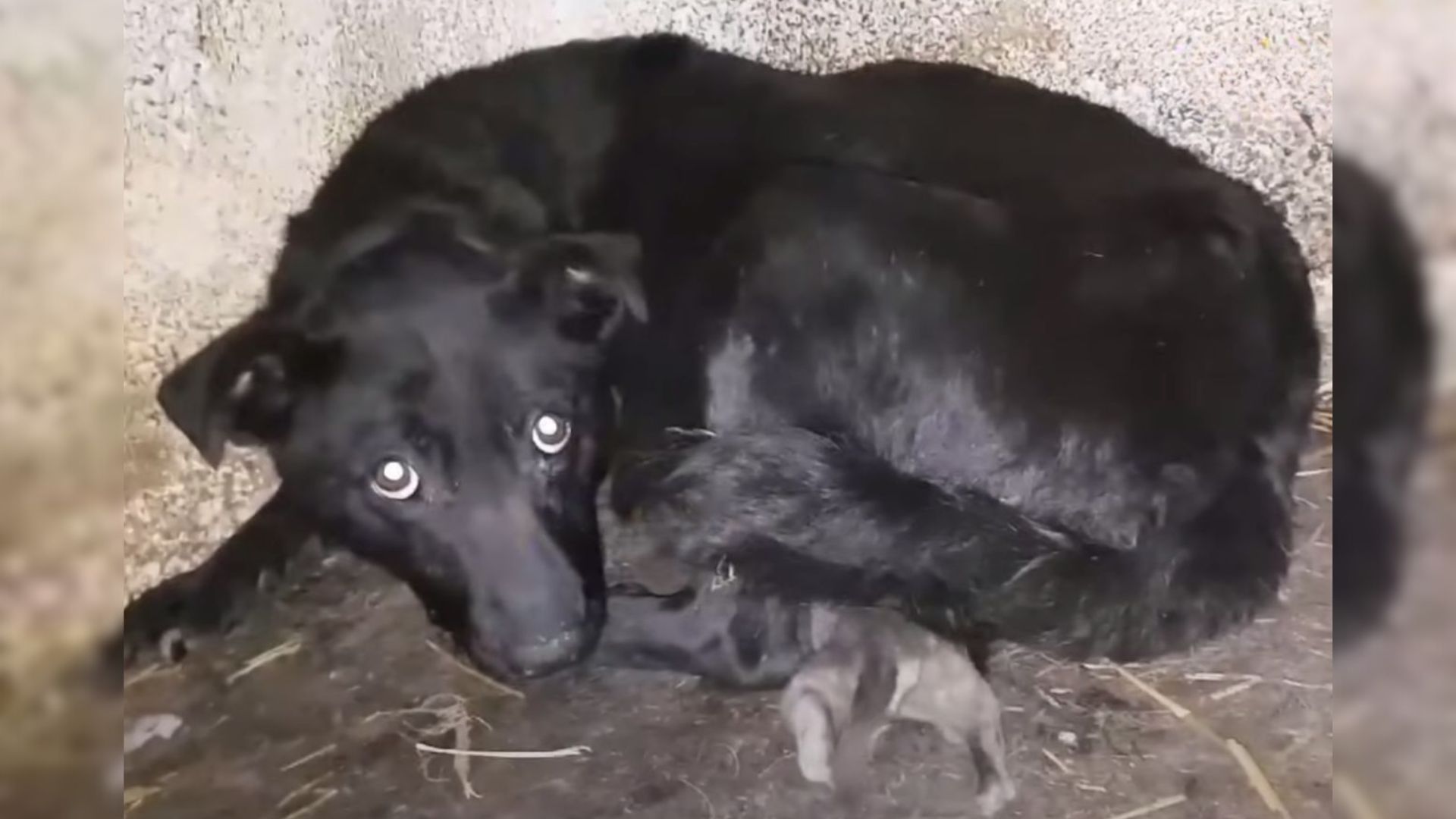 Terrified Mama Couldn’t Hide The Fear In Her Eyes While Trying To Keep Her Remaining Baby Alive