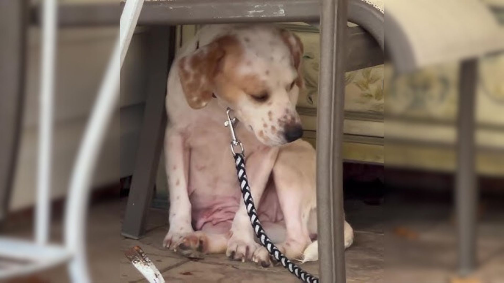 Terrified Pup Who Kept Hiding Under A Chair And Trembling Uncontrollably Starts Discovering Love