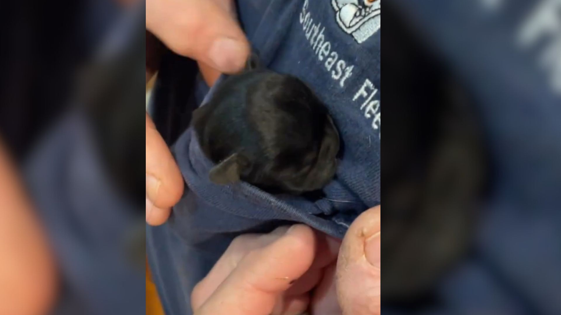 This Teeny-Tiny Pup Fitting In Her Owner’s T-Shirt Pocket Is The Cutest Thing